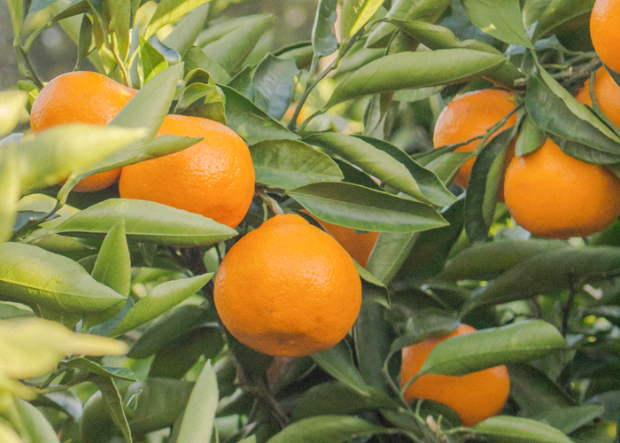 オレンジ農園